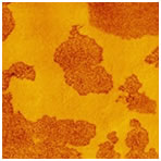 diatome-afm-knives