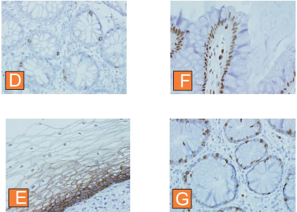 antigen-retriever-manual-11