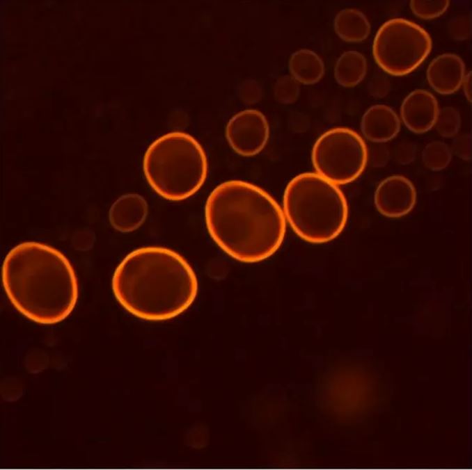 Acridine Orange
