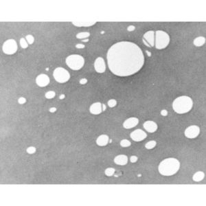 Perforated carbon film, 3.05mm grid